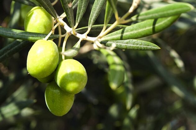 Beneficios de comer aceitunas nunha dieta cetoxénica